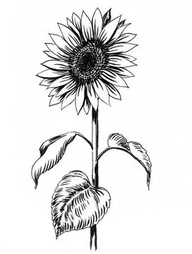 Blossoming sunflower Illustrazione stock