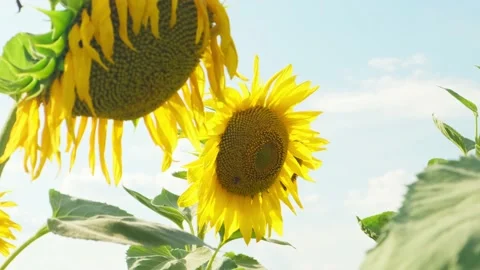 Blossoming sunflowers with bees. Vídeos de archivo 137804304