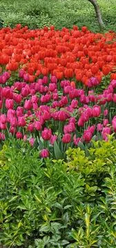 Blossoming Symphony: Enchanting Field of Red and Pink Tulips Stock Photos
