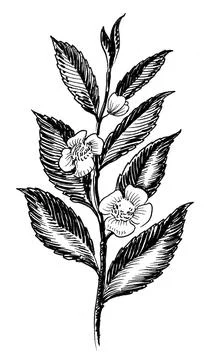 Blossoming tea plant Illustrazione stock