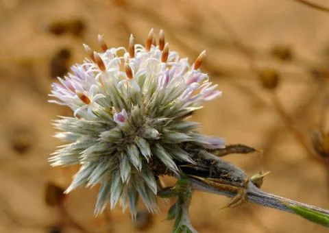Blossoming thorn Stock Photos