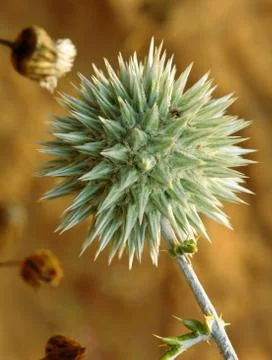 Blossoming thorn Stock Photos