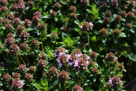 Blossoming thyme in the garden Stock Photos