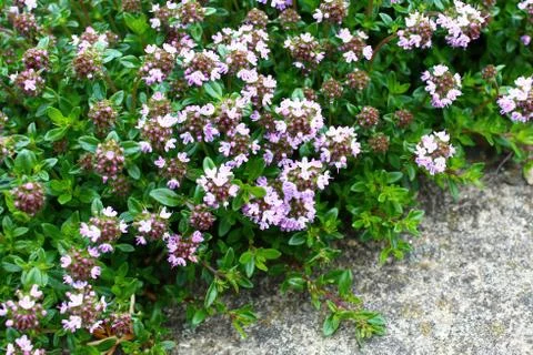 Blossoming thyme in the garden Stock Photos