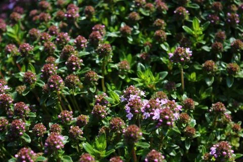 Blossoming thyme in the garden Stock Photos
