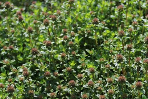 Blossoming thyme in the garden Foto stock