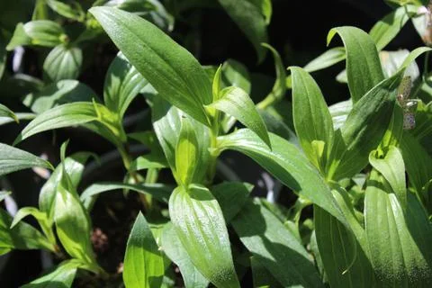 Blossoming toad lily Stock Photos