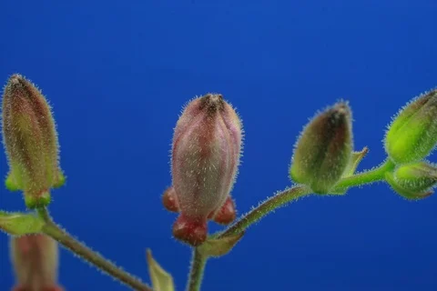 Blossoming toad lily. Timelapse colour key Stock Footage 109267397