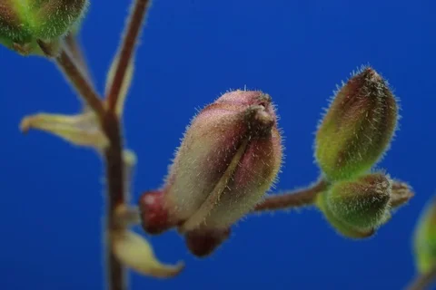 Blossoming toad lily. Timelapse colour key Stock Footage 109268935