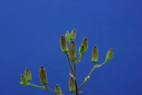 Blossoming toad lily. Timelapse colour key Stock Footage 109277078