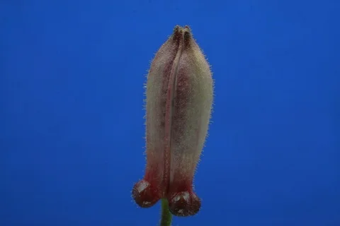 Blossoming toad lily. Timelapse colour key Stock Footage 109305516