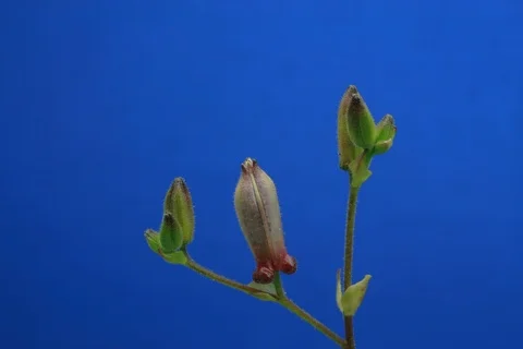 Blossoming toad lily. Timelapse colour key Stock Footage 109307607