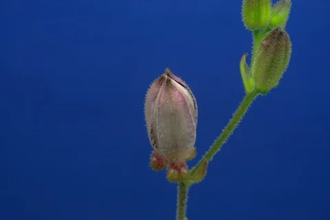 Blossoming toad lily. Timelapse colour key Stock Footage 109313647