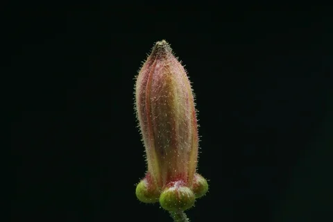 Blossoming toad lily. Timelapse  Stock Footage 109274566