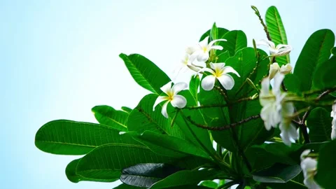 Blossoming tree against the sky Stock Footage 94513534