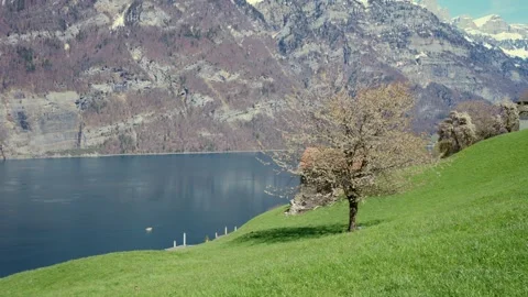 Blossoming Tree by Alpine Lake with Mountain Backdrop — Swiss Spring Landscape Vídeos de archivo 333278206