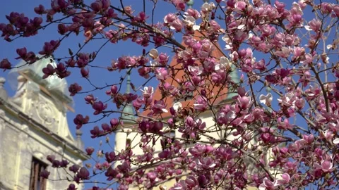 Blossoming tree and abandoned Viltuš (Viltus or Wildhaus) castle Stock Footage 183293599