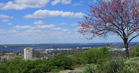 Blossoming tree and view of Hamilton, Ontario, Canada Video stock 167559443