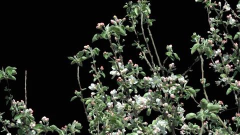 Blossoming tree Apple tree Stock Footage 92038230