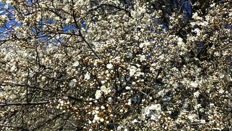 Blossoming tree on a background of bare sky. The tilt of the camera moves up. Stock Footage 128830301
