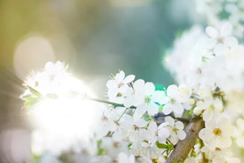 Blossoming tree on the background of the Bright Sun. Stock Photos