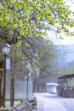 Blossoming tree on a background of cityscape. Stock Photos