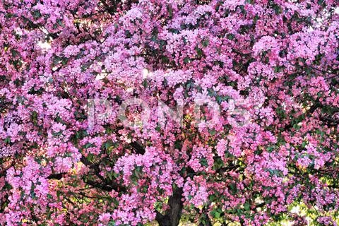 Blossoming tree background Stock Photos