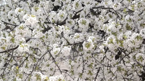 Blossoming tree, blooming sweet cherry, the most blooming, many flowers. Video stock 71115497