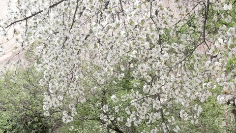 Blossoming tree, blooming sweet cherry, many flowers. Video stock 71115511