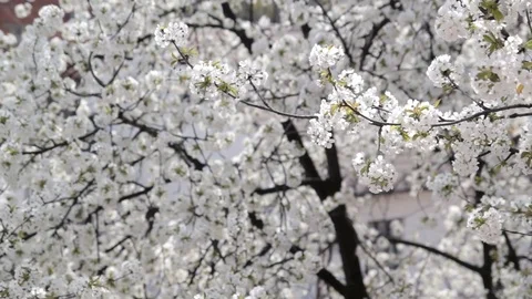 Blossoming tree, blooming sweet cherry, the most blooming, many flowers. Stock Footage 71115912