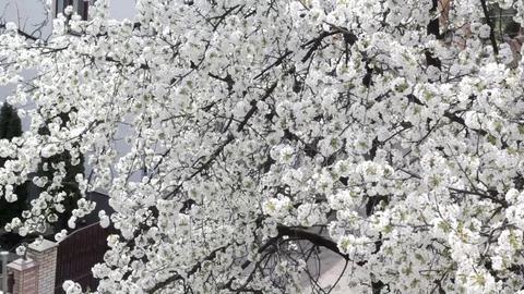 Blossoming tree, blooming sweet cherry, the most blooming, many flowers. Video stock 71116603