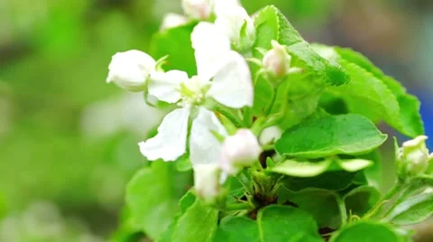 Blossoming tree branch close up Stock-Footage 42188035