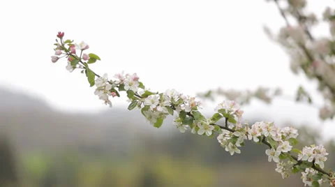 Blossoming tree branch in the garden Video stock 38146297