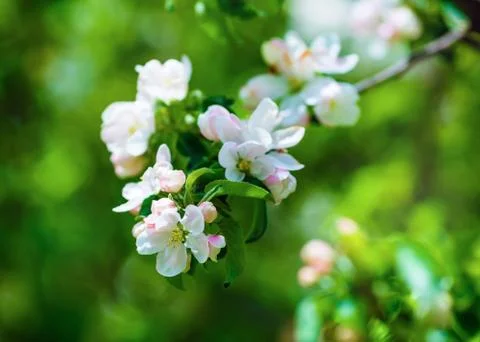Blossoming tree branch Stock Photos