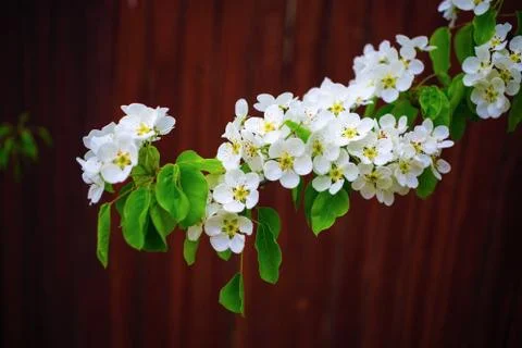 Blossoming tree branch Stock Photos