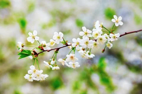 Blossoming tree branch Stock Photos