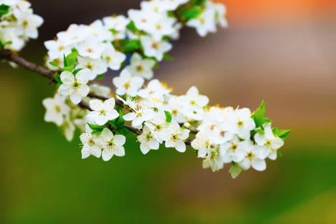 Blossoming tree branch Stock Photos