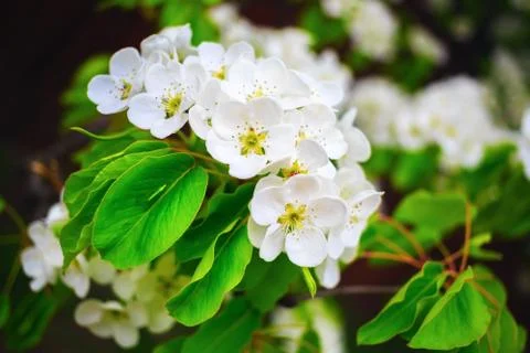 Blossoming tree branch Stock Photos