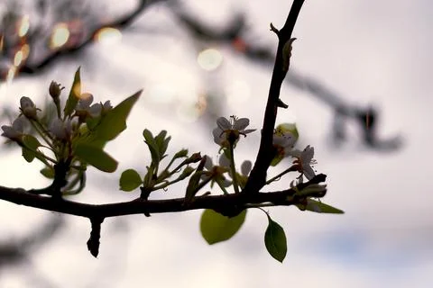A blossoming tree branch Foto stock