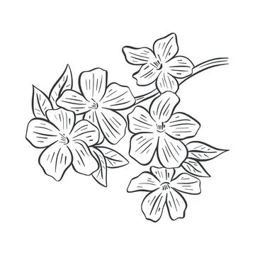 Blossoming tree branch sketch. Spring flowering Illustrazione stock