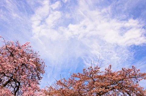 Blossoming tree branch in springtime Stock Photos