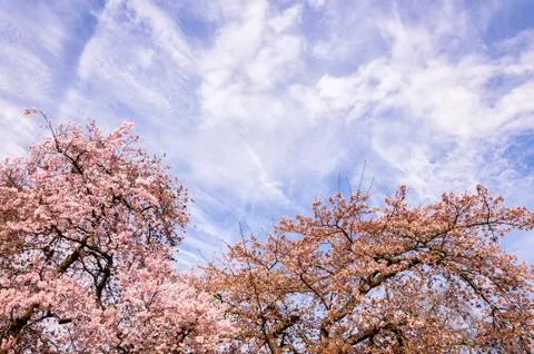 Blossoming tree branch in springtime Stock Photos