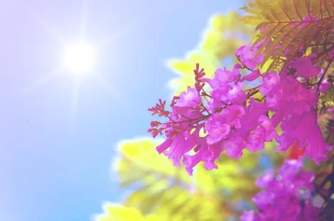 Blossoming  tree branch at sunset or sunrise Stock Photos