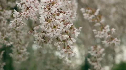 Blossoming tree branch with white flowers on bokeh green background Stock Footage 62796098