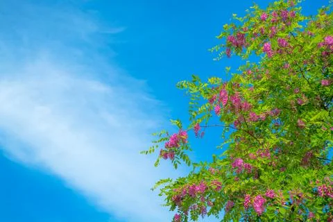 Blossoming tree branches on blue sky background Stock Photos