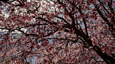 Blossoming tree branches with delicate spring flowers Stock Footage 335274474