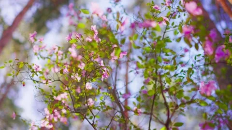 Blossoming tree branches with pink flowers against soft forest background Stock Footage 331996959