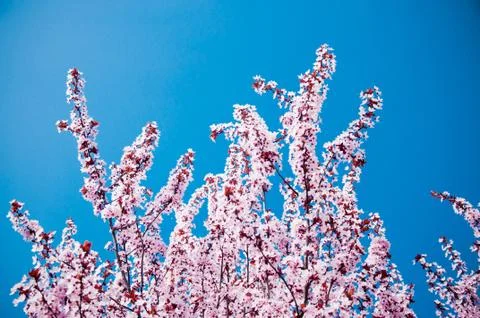 Blossoming tree branches in springtime Stock Photos