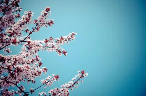 Blossoming tree branches in springtime Stock Photos