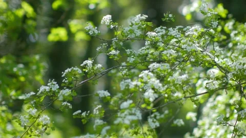 Blossoming tree branches swaying gracefully with delicate flowers against a.. 스톡 동영상 292997499